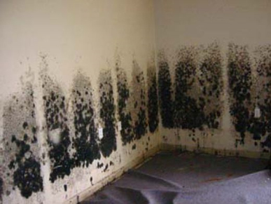 Mold and Mildew Removal Silver Spring,  MD